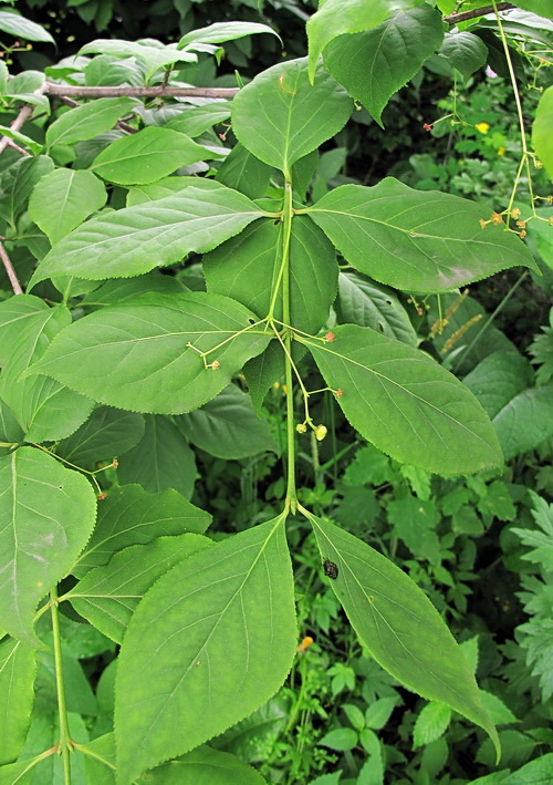 Изображение особи род Euonymus.