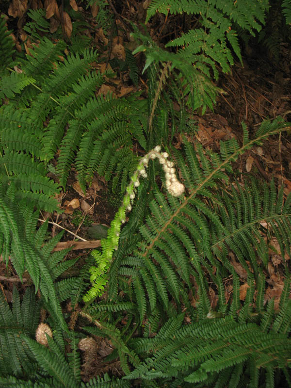 Image of Polystichum setiferum specimen.