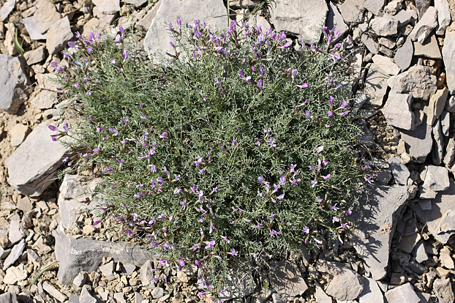 Image of Astragalus pachyrrhizus specimen.