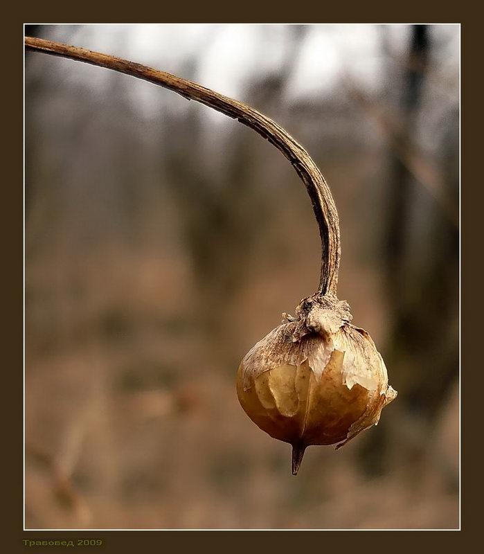 Image of Calystegia sepium specimen.