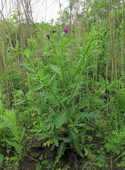 Изображение особи Carduus crispus.