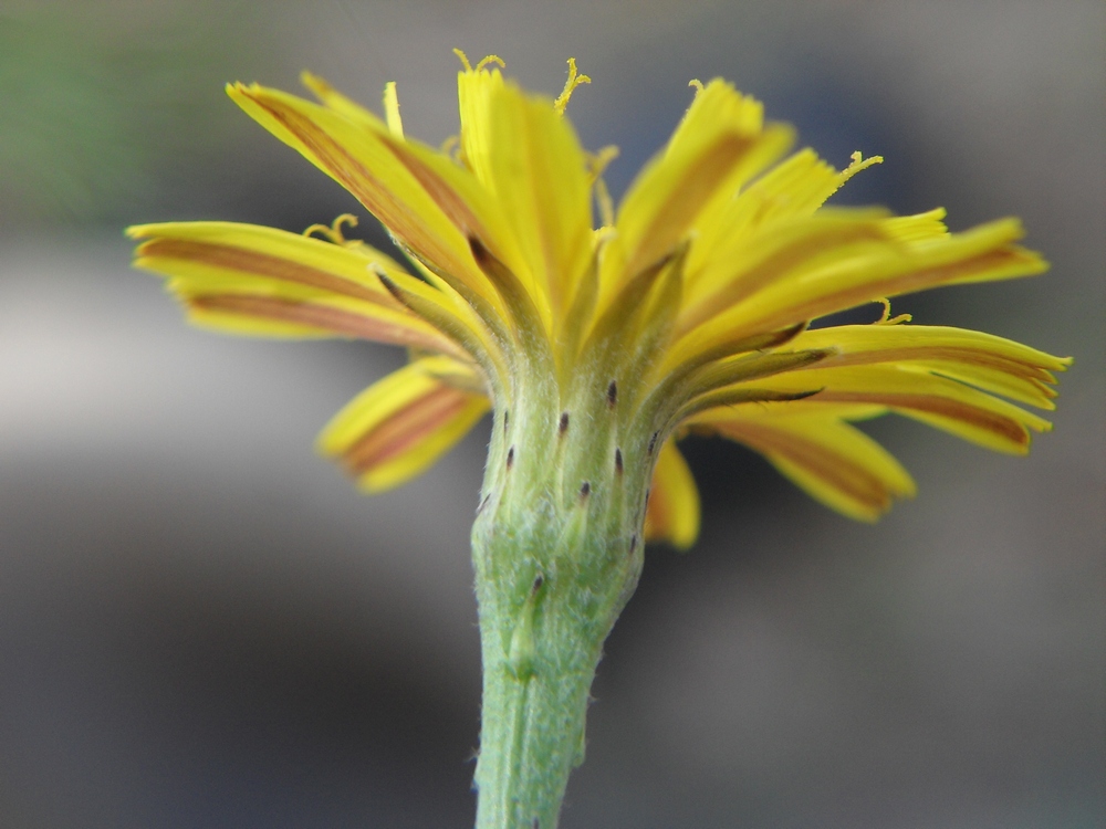 Image of Scorzoneroides autumnalis specimen.