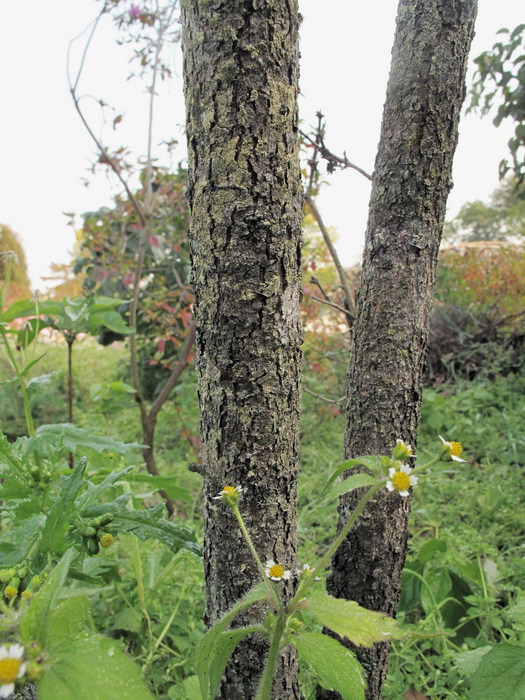 Image of Syringa vulgaris specimen.