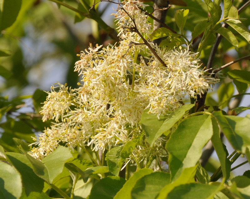 Image of Fraxinus ornus specimen.