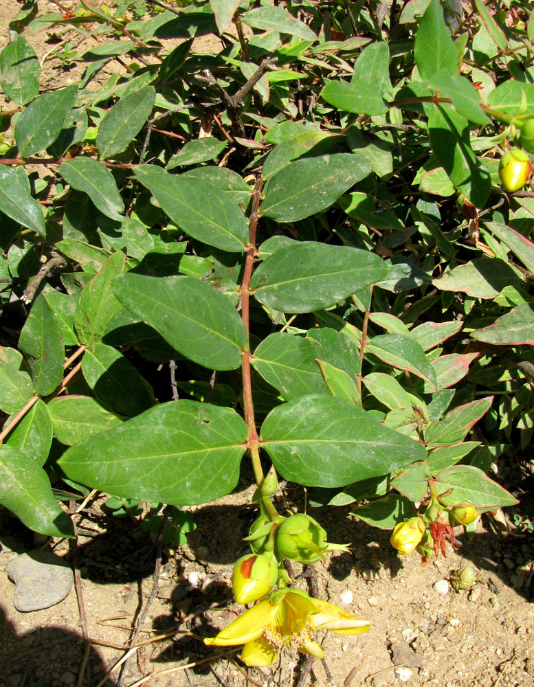 Image of genus Hypericum specimen.