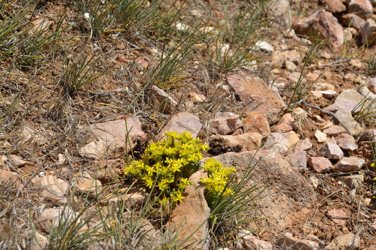 Image of Sedum acre specimen.