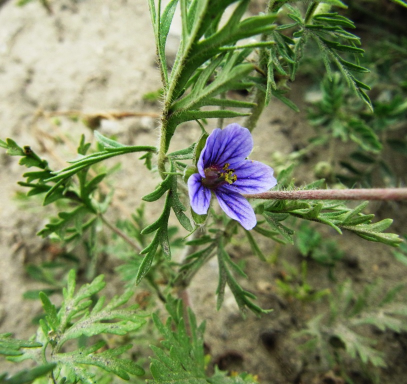 Image of Erodium stephanianum specimen.