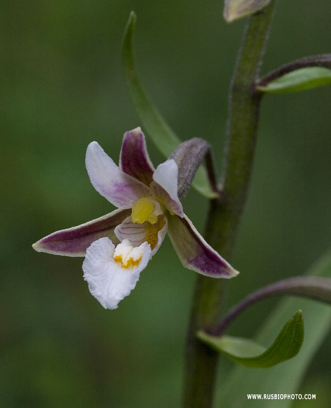 Изображение особи Epipactis palustris.