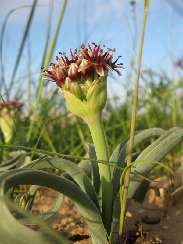 Image of Allium rothii specimen.