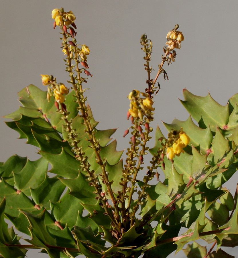 Image of Mahonia &times; media specimen.