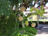 Leucaena leucocephala