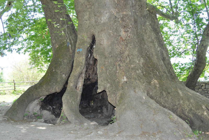 Изображение особи Platanus orientalis.