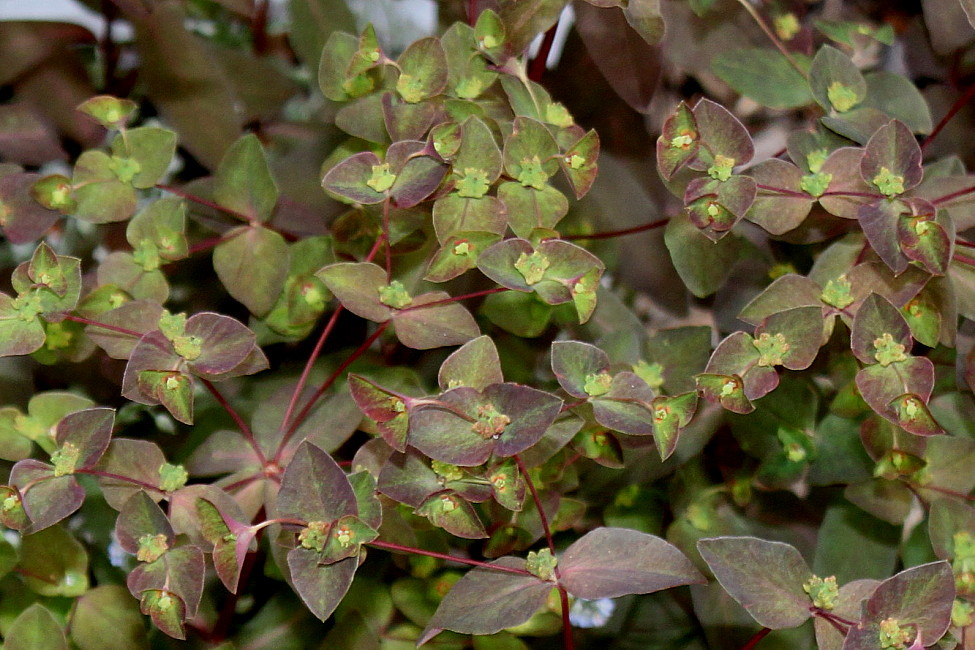 Image of genus Euphorbia specimen.