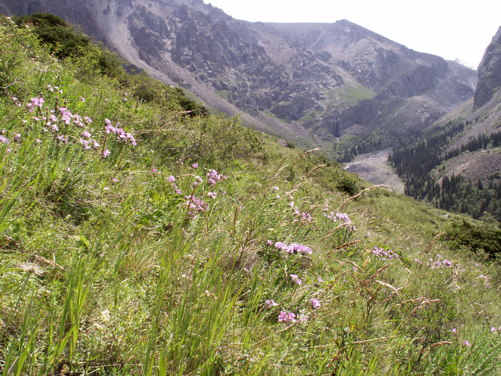 Image of Linum heterosepalum specimen.