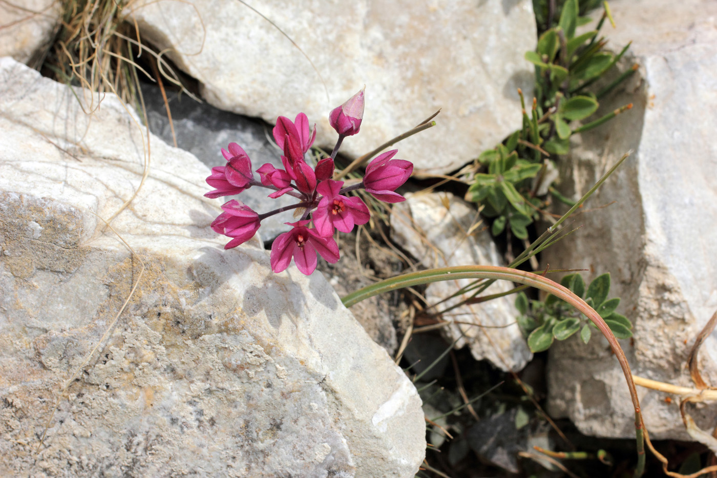 Image of Allium oreophilum specimen.