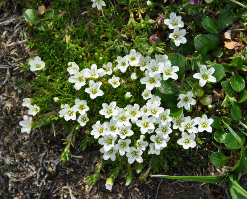 Изображение особи Minuartia macrocarpa.