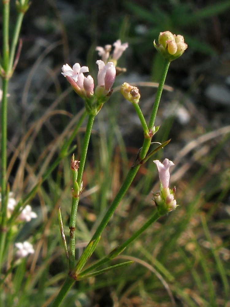 Image of Asperula supina specimen.