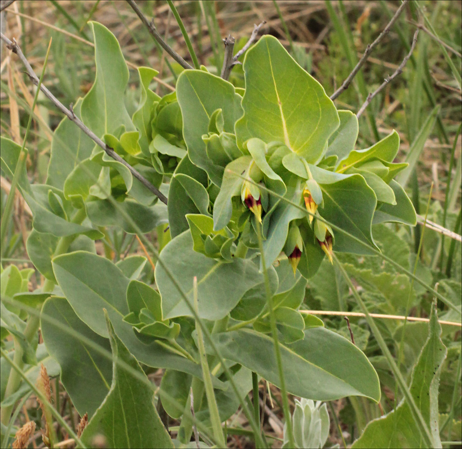 Image of Cerinthe minor specimen.