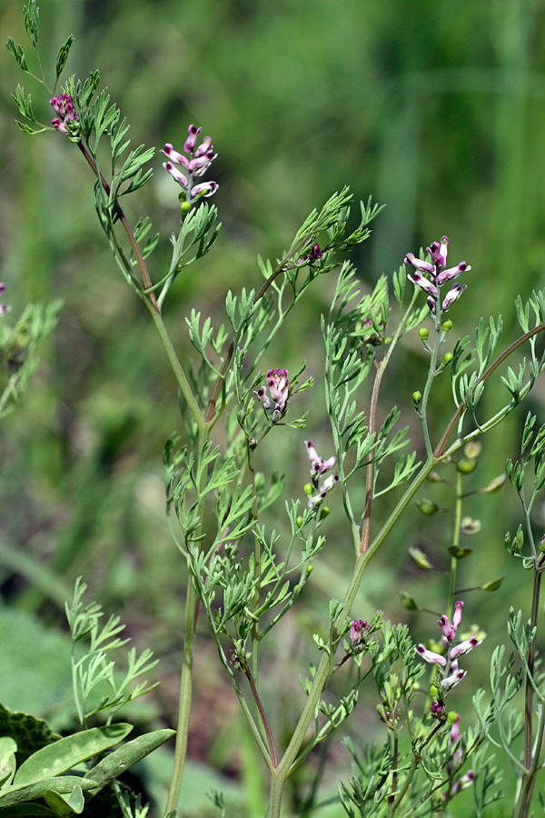 Image of Fumaria vaillantii specimen.