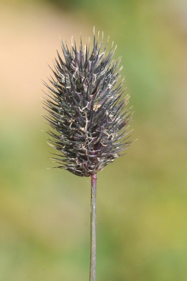 Image of Phleum alpinum specimen.