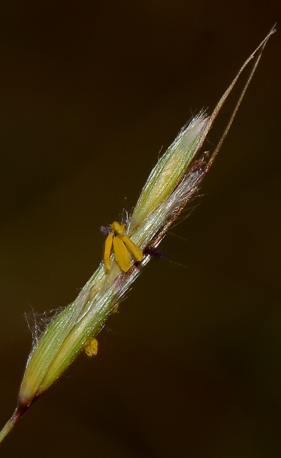 Image of Hyparrhenia hirta specimen.