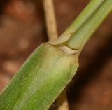 Eragrostis bipinnata. Часть листа. Израиль, Шарон, г. Герцлия, рудеральное местообитание. 16.10.2013.