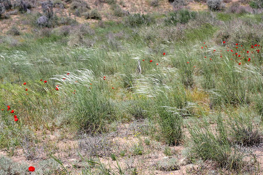 Image of genus Stipa specimen.