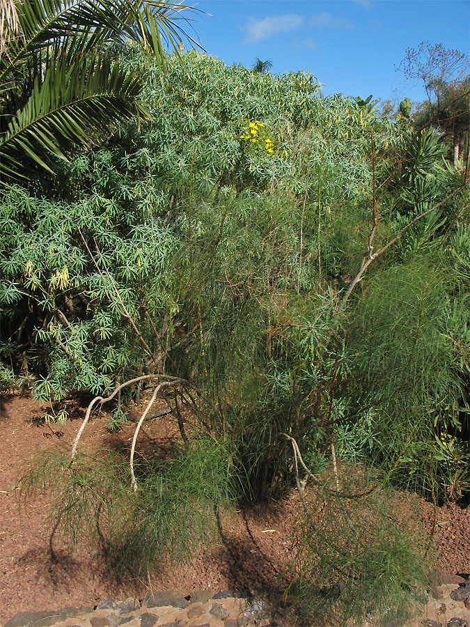 Изображение особи Sonchus leptocephalus.