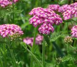 Achillea asiatica. Верхушки побегов с соцветиями. Иркутская обл. Иркутский р-н, окр. с. Пивовариха, р. Ушаковка. 27.06.2013.