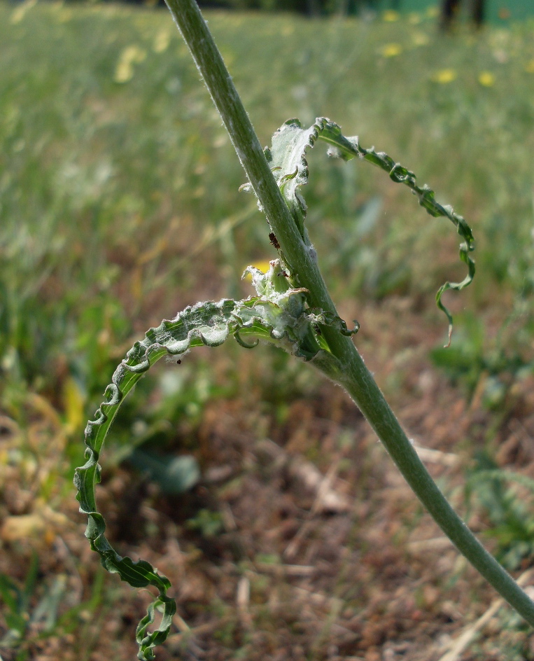 Image of Tragopogon dasyrhynchus specimen.