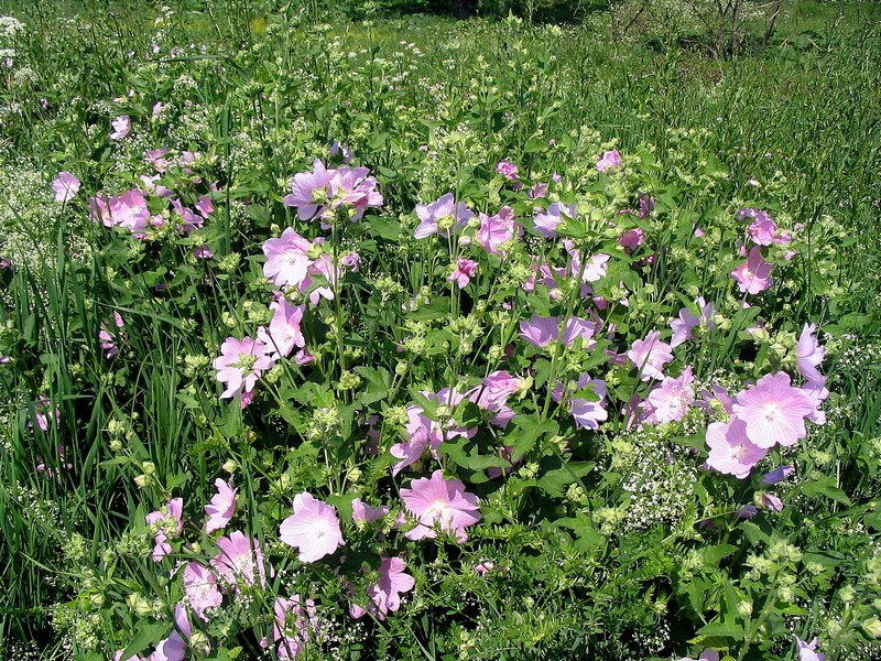 Image of Malva thuringiaca specimen.