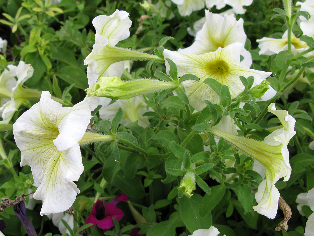 Изображение особи Petunia &times; hybrida.