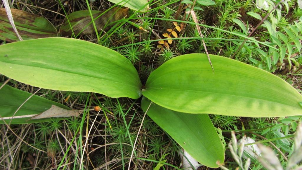 Изображение особи Smilacina trifolia.