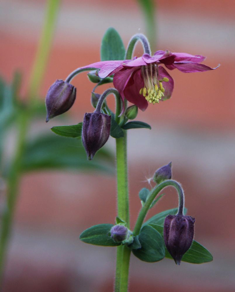 Image of Aquilegia vulgaris specimen.