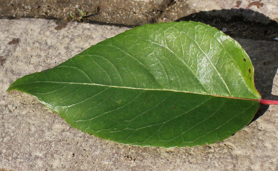 Image of Aristotelia chilensis specimen.