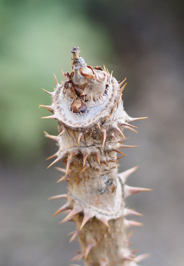 Image of Aralia elata specimen.