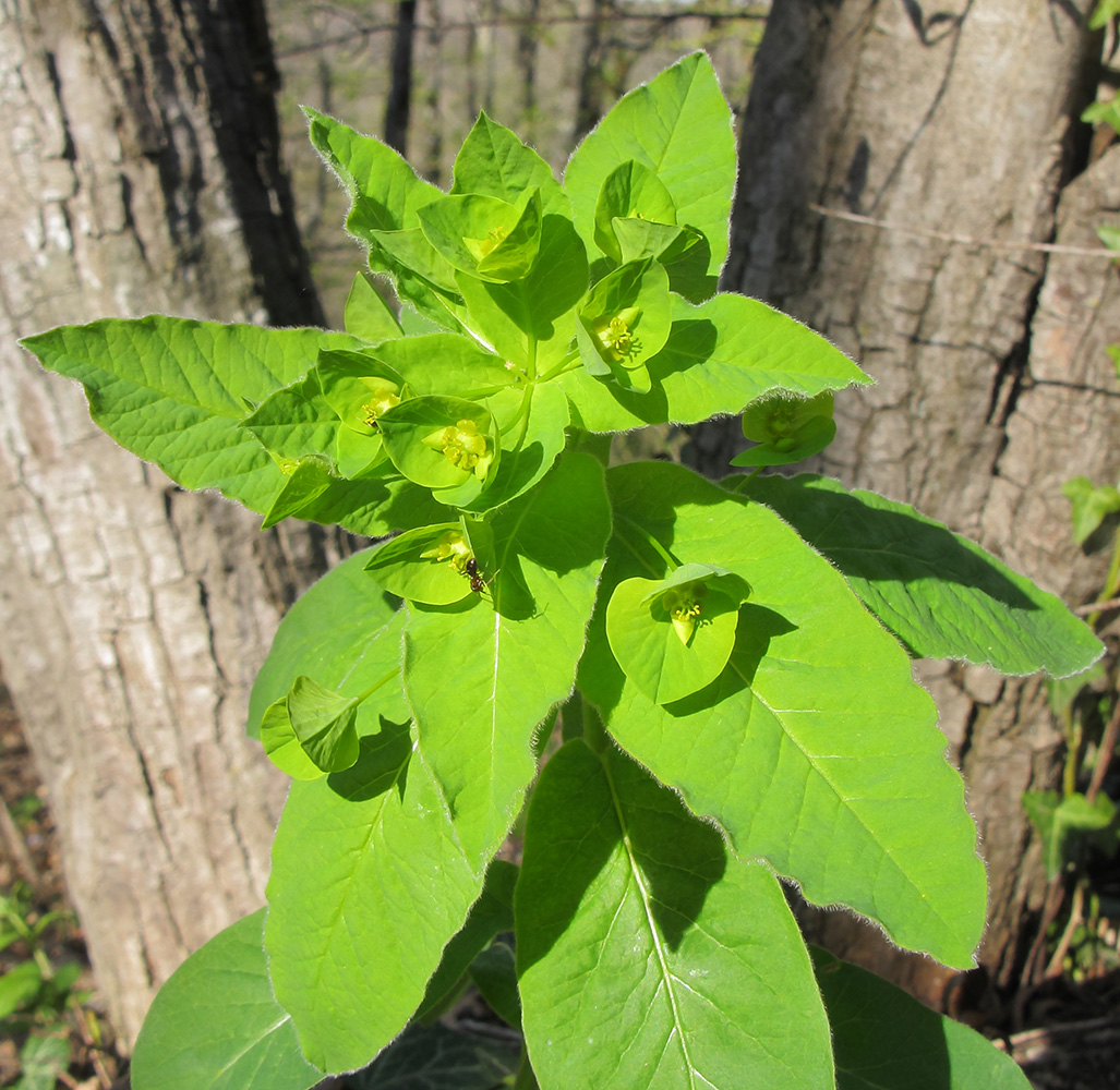 Image of Euphorbia squamosa specimen.