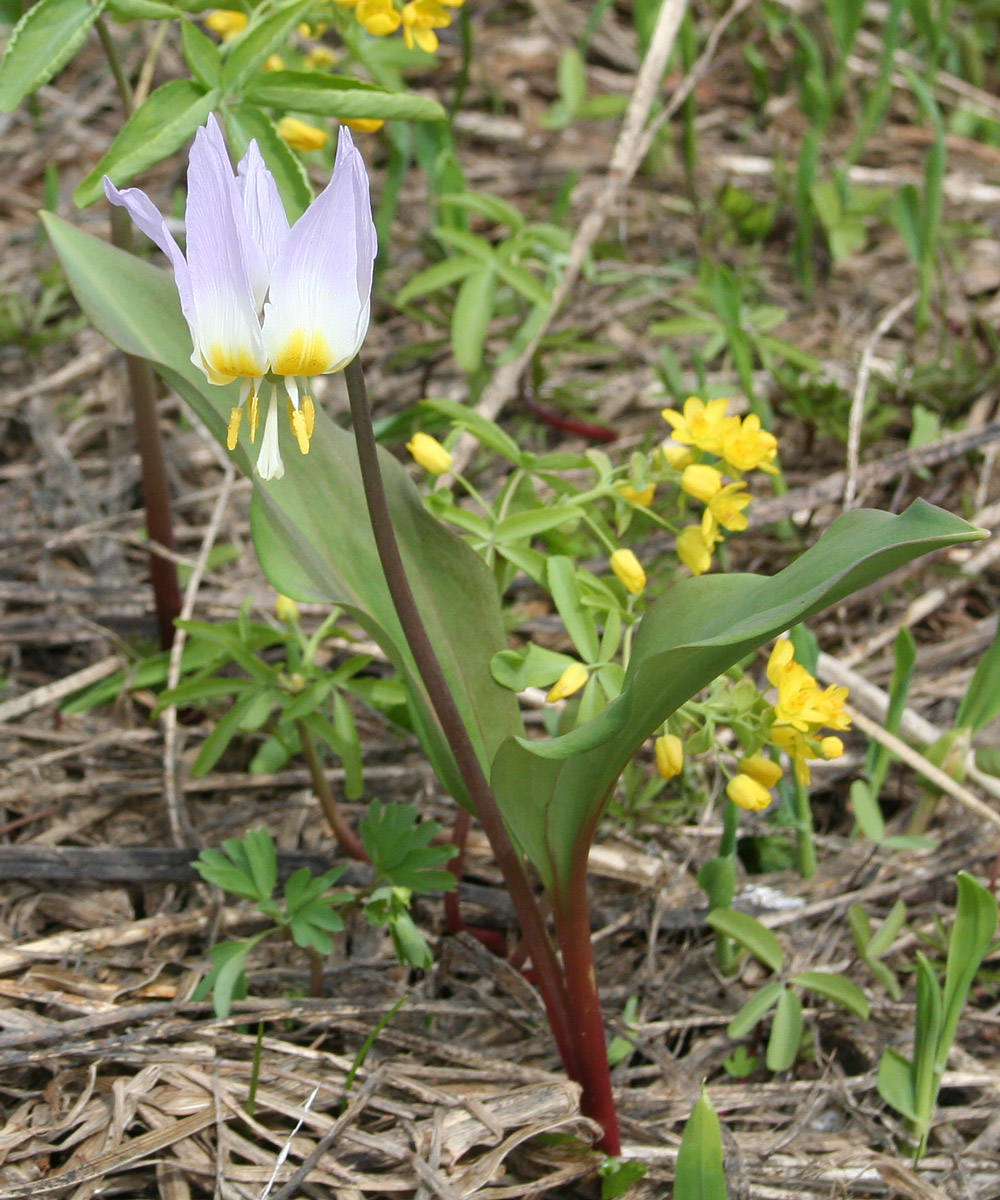 Изображение особи Erythronium sibiricum.