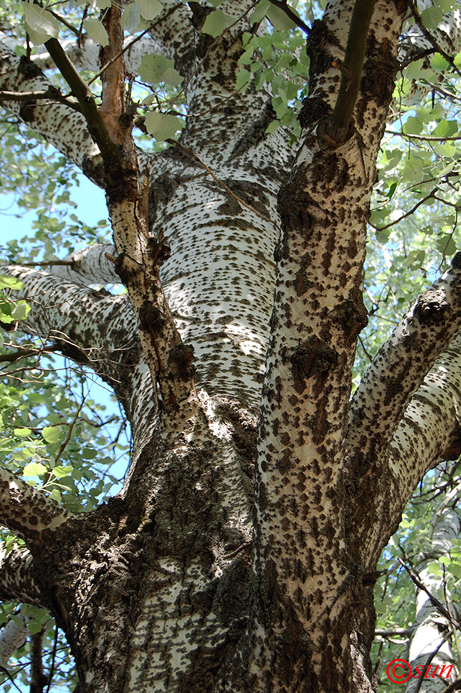 Image of Populus alba specimen.