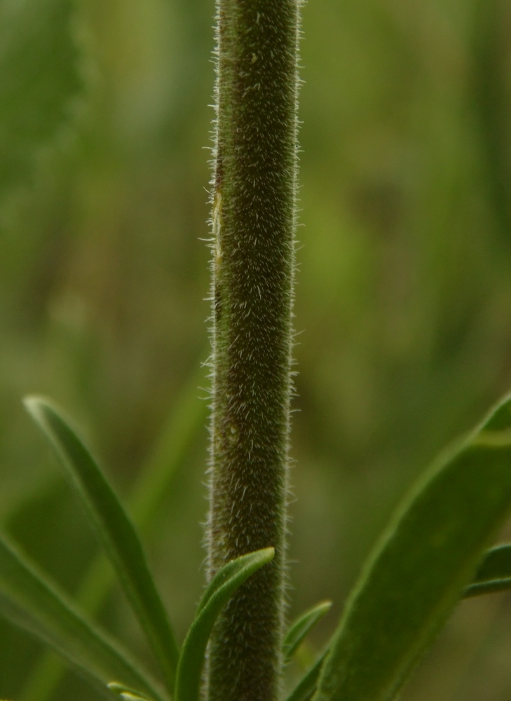 Image of Silene wolgensis specimen.