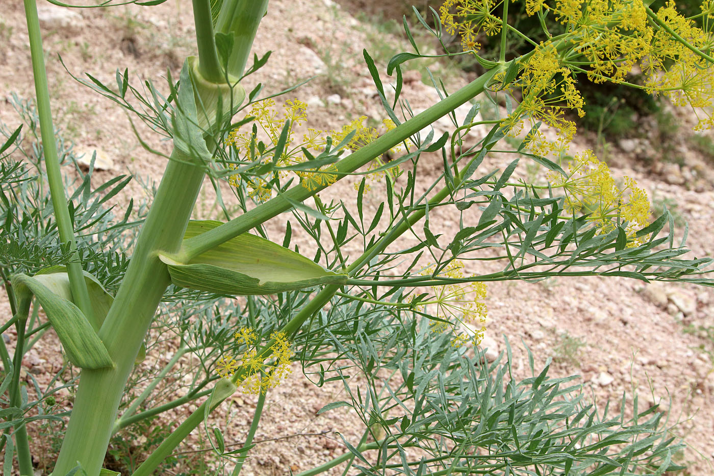 Image of Ferula penninervis specimen.