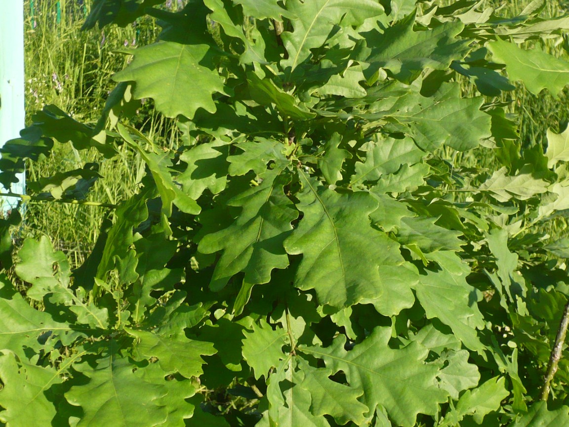 Image of Quercus robur specimen.