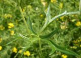 Aconitum barbatum