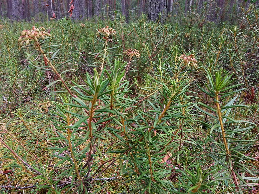 Image of Ledum palustre specimen.