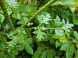Смотреть изображение Laserpitium hispidum