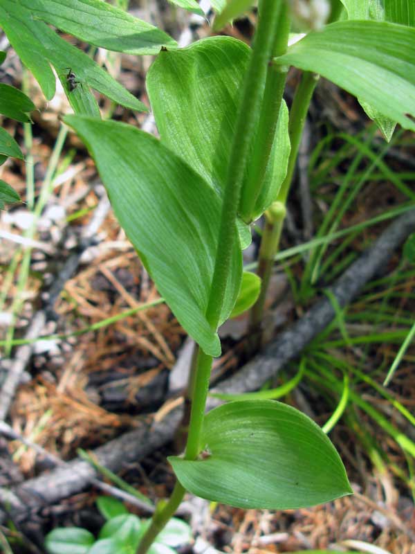 Image of Epipactis helleborine specimen.