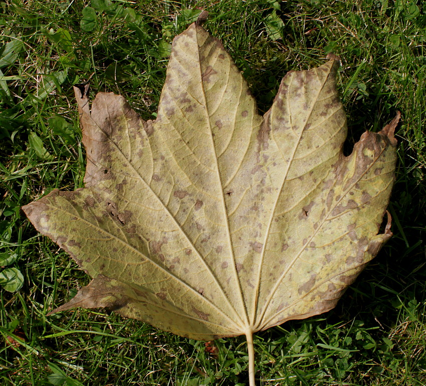 Image of Kalopanax septemlobus specimen.