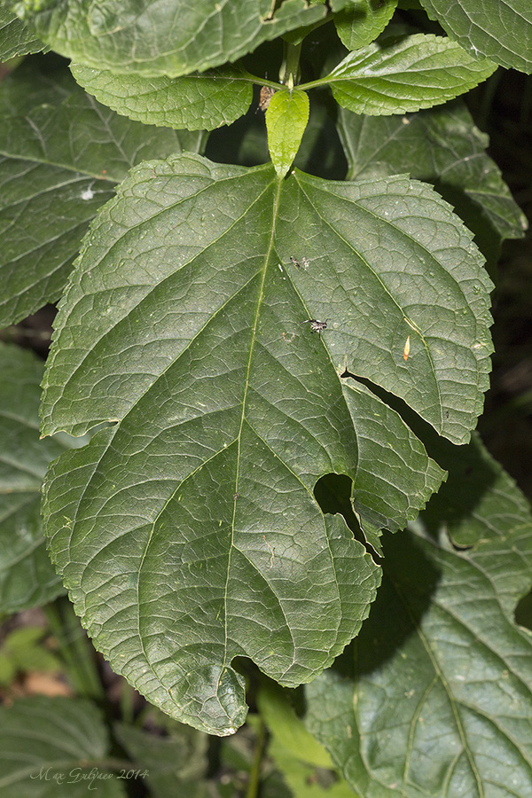 Image of Scrophularia nodosa specimen.