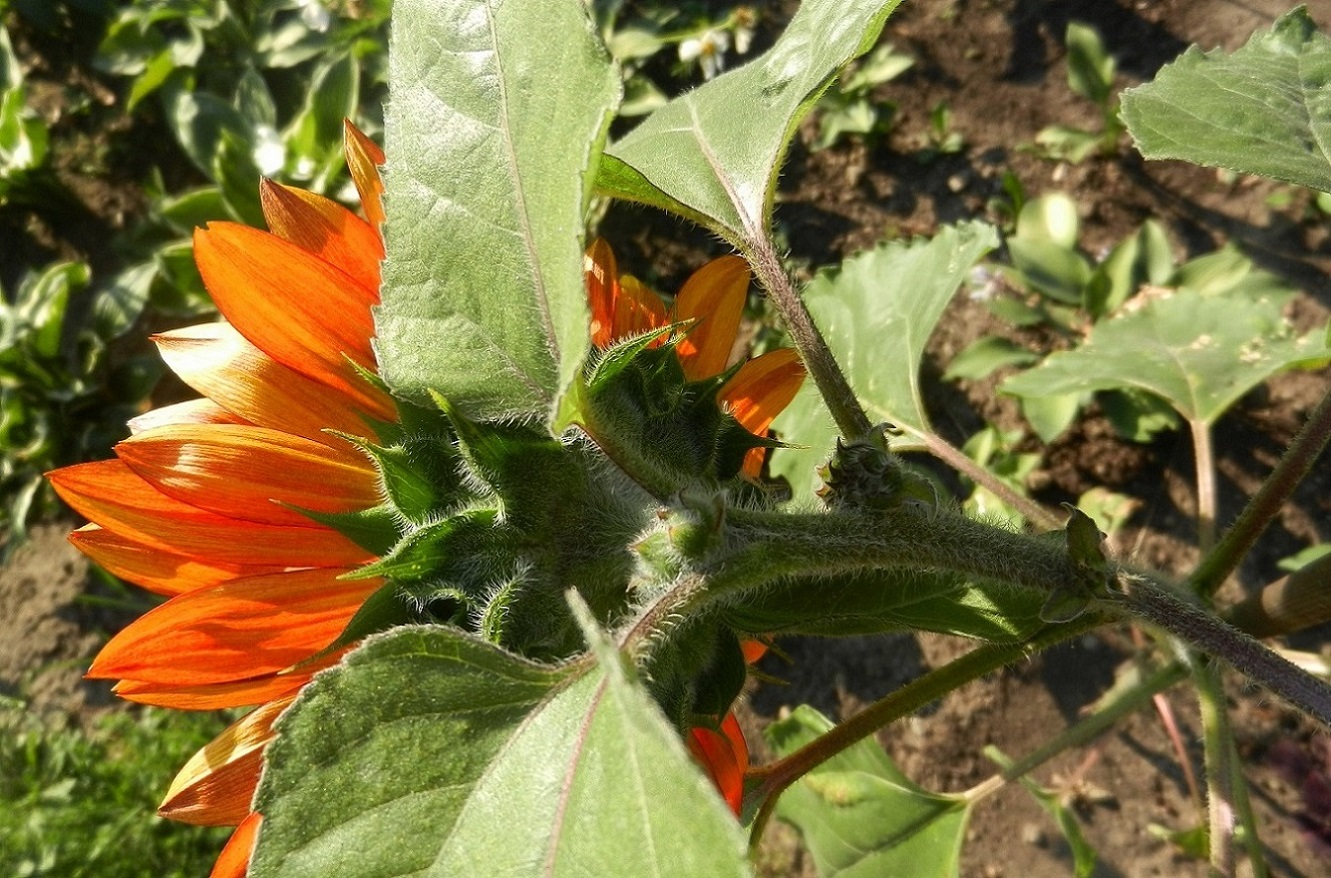 Image of Helianthus annuus specimen.