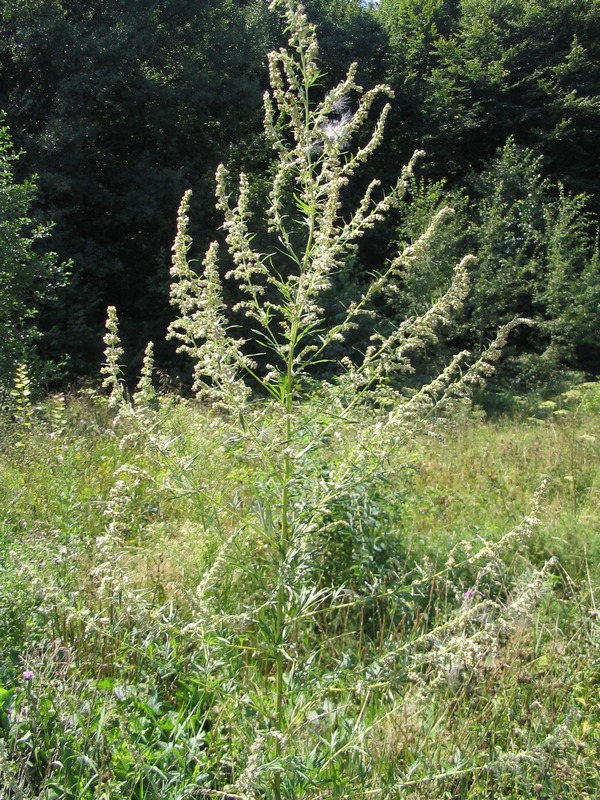 Image of Artemisia vulgaris specimen.